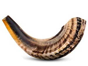 Shofar Horn Instrument – RAM Shofar Angels Musical Instrument – Half Polished/Natural (10-12)